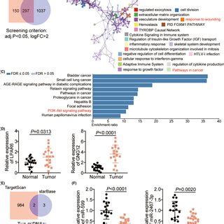 Hsa Circ 0000285 Promoted Glioma Cells Progression Via MiR599 A The