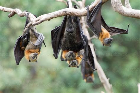 Image of Grey Headed Flying Foxes - Austockphoto