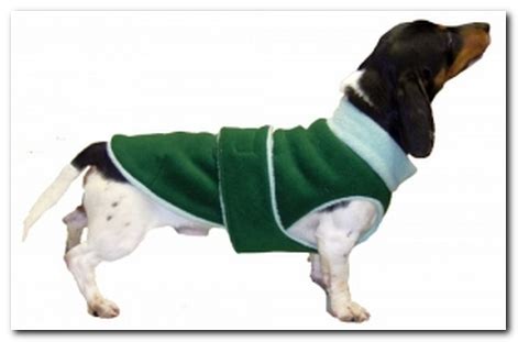 10 Fall Sweaters that Fit Dachshunds | Ammo the Dachshund