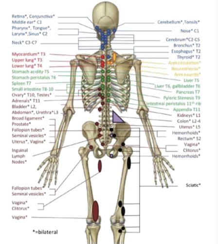 Posterior Chapmans Point From The Appendix Flashcards Quizlet