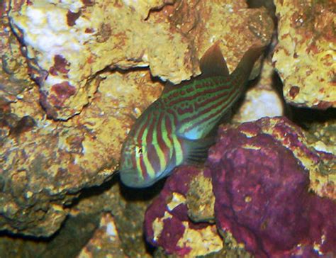 Clown Goby Green Gobiodon Atrangulatus Photos