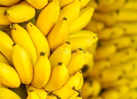 Bananas Stock Photo Image Of Nutritious Banana Fruits 33788934