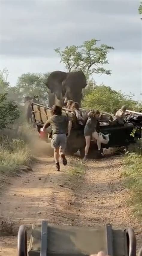 Terrifying Moment Sex Crazed 13 Foot Elephant Charges Safari Truck