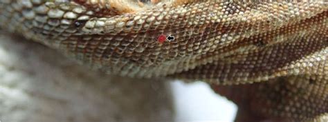 Mite Infestation Of A Black Spiny Tailed Iguana Iguana 2 The Iguana