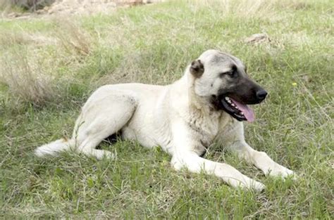 Kangal Shepherd Dog [Ultimate Guide: Health, Personality & More]