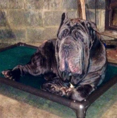 77 Best Images About Neapolitan Mastiff On Pinterest Neapolitan