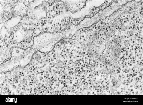 cell membrane  light microscope