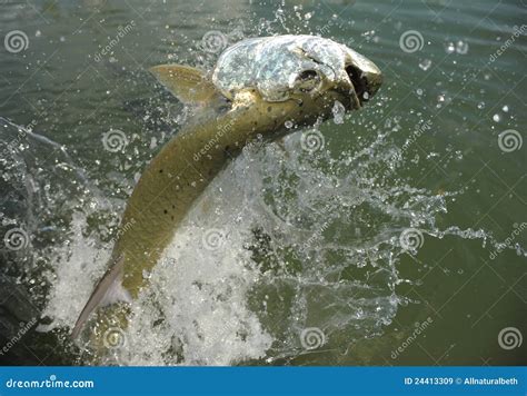 El Saltar Hermoso De Los Pescados Del Tarp N Del Agua Imagen De Archivo