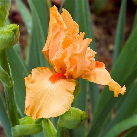 36 Different Types Of Orange Flowers With Names Pictures A Z