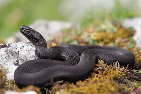 Vipère de seoane Vipera seoanei EM53962 Víbora de Seoane V Flickr