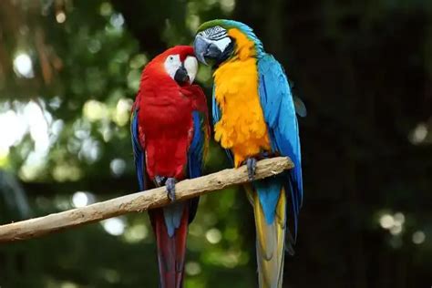 Macaw - Facts, Size, Diet, Pictures - All Animal Facts