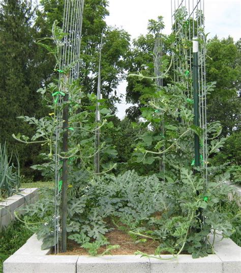 Growing Watermelon on Trellises - Abundant Mini Gardens