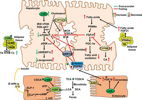 Nutrient Regulation Of Bile Acid Synthesis And Hepatic Metabolism