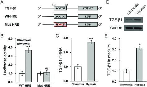 Hif A Directly Targets The Hypoxia Responsive Element Hre Of Tgf B