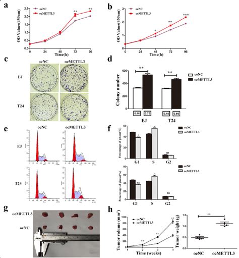 Overexpression Of Mettl3 Promoted Bladder Cancer Proliferation In Vitro Download Scientific