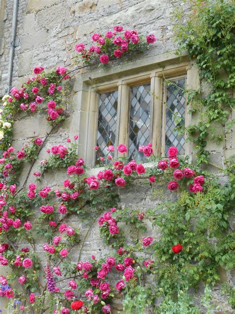 Climbing roses planting and care – Artofit
