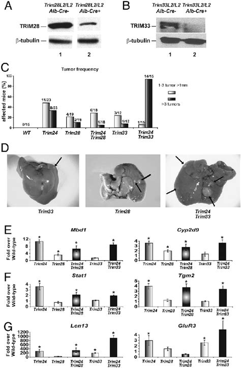 Spontaneous Hcc Tumor Formation In Hepatocyte Specific Trim28 And Download Scientific Diagram