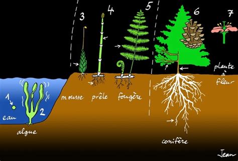 Vegetal Evolution