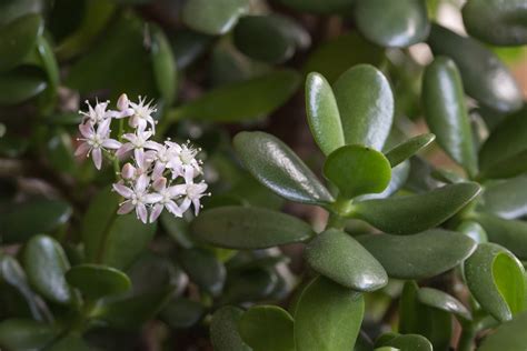 Outdoor Jade Plant Care Learn About Growing Jade Outside Gardening