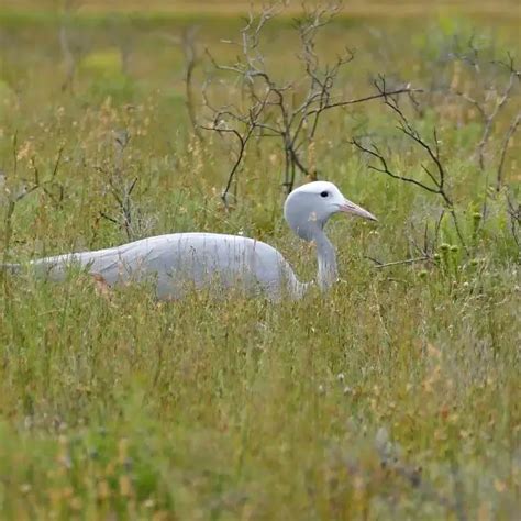 blue crane facts diet habitat pictures  animaliabio