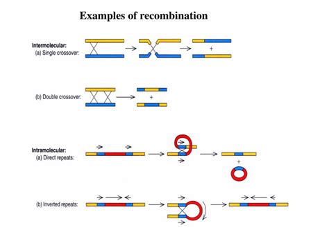 Types And Examples Of Recombination Biowiki | Hot Sex Picture