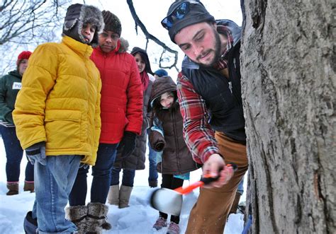 Photos of Maple Tree tapping in New Haven