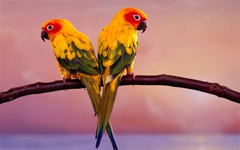 Parakeet Budgie Parrot Bird Tropical 52 Wallpapers HD Desktop