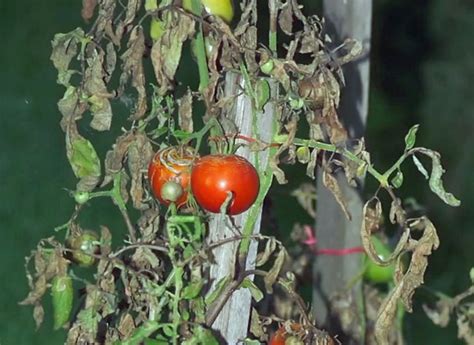 Comment traiter mildiou tomates La réponse est sur Admicile fr