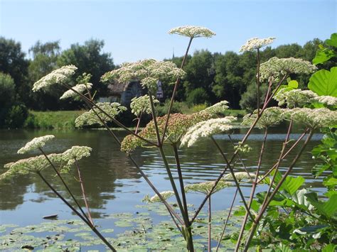 Angelica Sylvestris Wald Engelwurz Angelica Sylvestris A Flickr