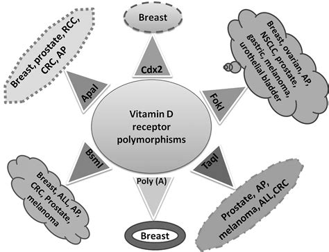 Vitamin D Receptor Polymorphism And Cancer An Update Anticancer Research