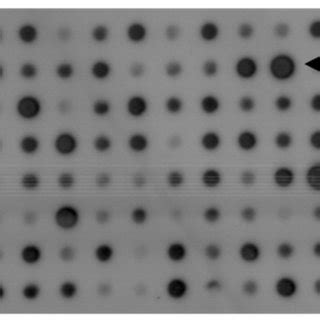 Dot blot hybridization screening. Randomly selected phage clones were ...