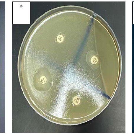 Disk Diffusion Method Of Bacterial Cell Free Supernatant Of