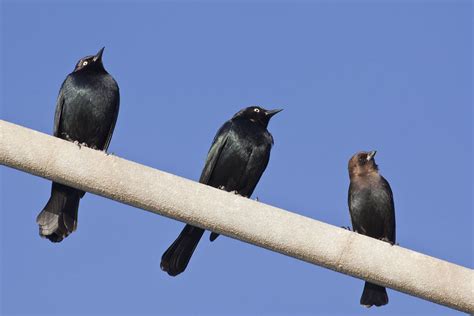 Male Brewer S Blackbird Euphagus Cyanocephalus Brown H Flickr