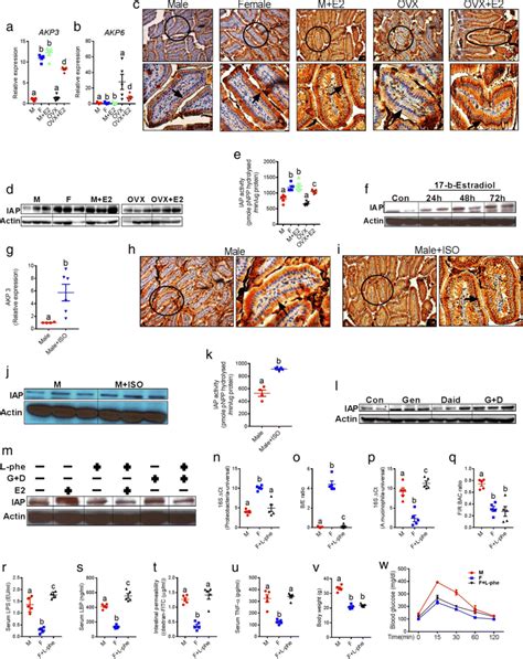 Intestinal Alkaline Phosphatase Iap Mediates Sexual Dimorphism In Gut Download Scientific