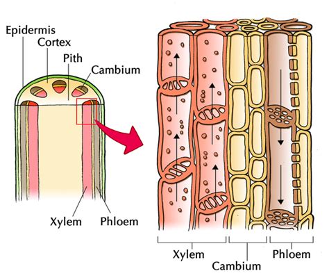 Phloem Tissue | Plant and Animal Tissues