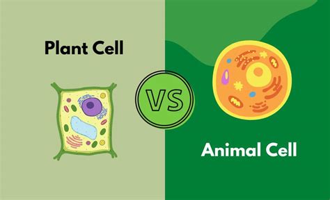 Plant Cell vs. Animal Cell - What's The Difference (With Table)