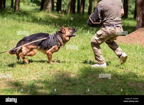 German Shepherd attacking dog handler during aggression training Stock ...