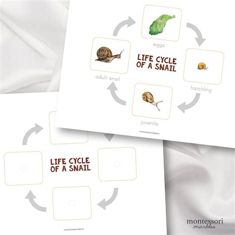 SNAIL LIFE CYCLE With Nomenclature Cards Preschool & - Etsy