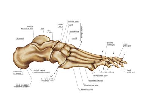 Bones Of The Foot Photograph By Asklepios Medical Atlas Pixels