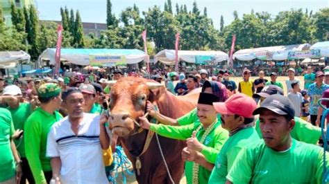 Sapi Seberat 1 Ton 56 Kilogram Sabet Juara Di Kontes Ternak Situbondo