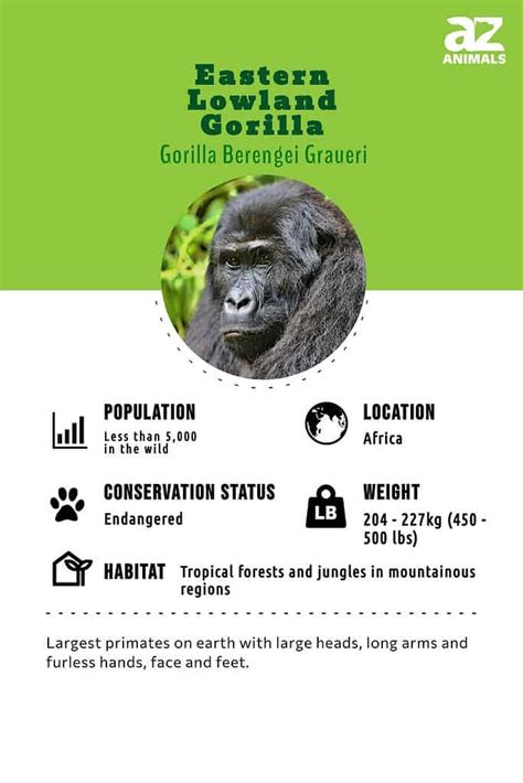 Eastern Lowland Gorilla - A-Z Animals