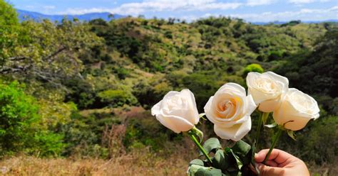 Rosas Contra La Impunidad No Cesaremos En La Lucha Para Conocer Toda