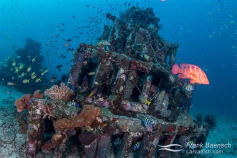 Concrete block artificial reef - Frank Baensch