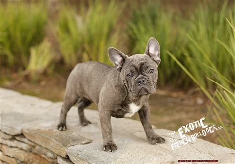 What is the most exotic French Bulldog? – Allfrbulldogs.com