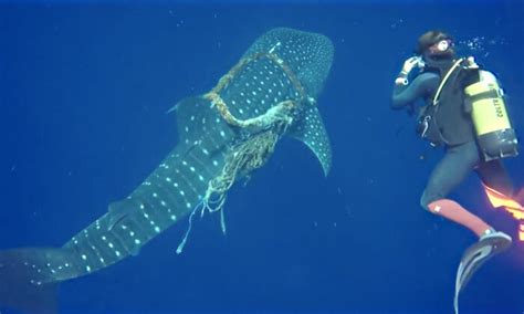 Buzos Liberan A Tibur N Ballena De Una Cuerda Enredada En Su Cuello Y