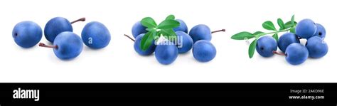 Blackthorn Or Sloe Berries With Leaves Isolated On White Background