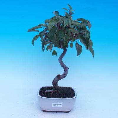 E Bonsai Outdoor Bonsai Malus Halliana Malplate Apple Tree