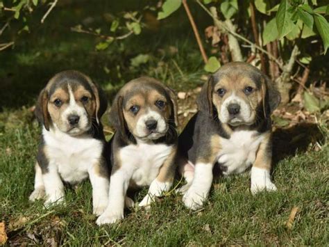 Chiots Beagle à vendre Petite Annonce chien