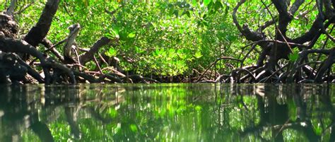 Manglar Qué es fauna y tipos de manglares OVACEN