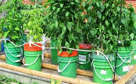 3 Easy Steps to Make a Self-Watering Tomato Planter – Your Projects@OBN